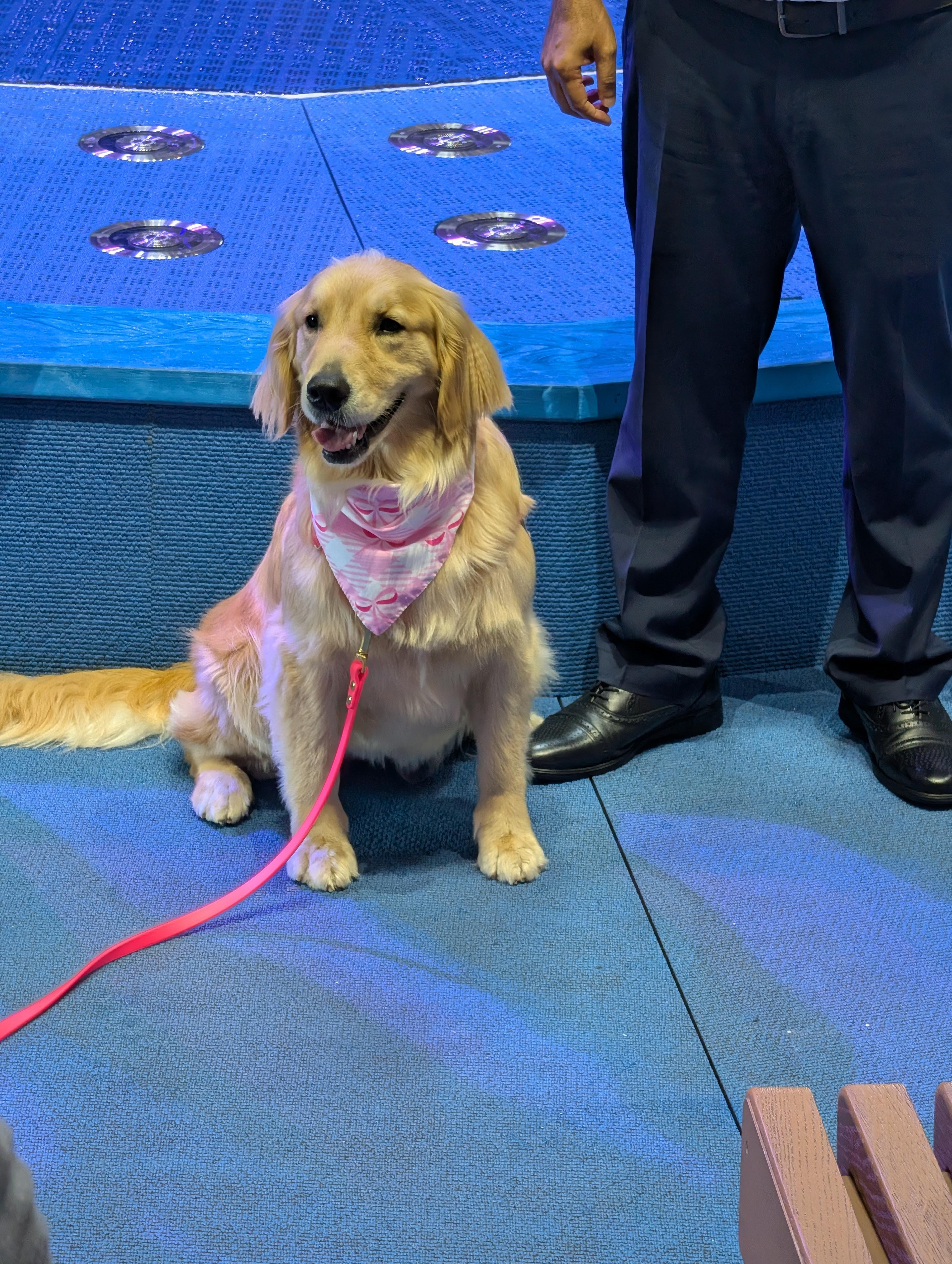 ICON of the Seas Rover DOG