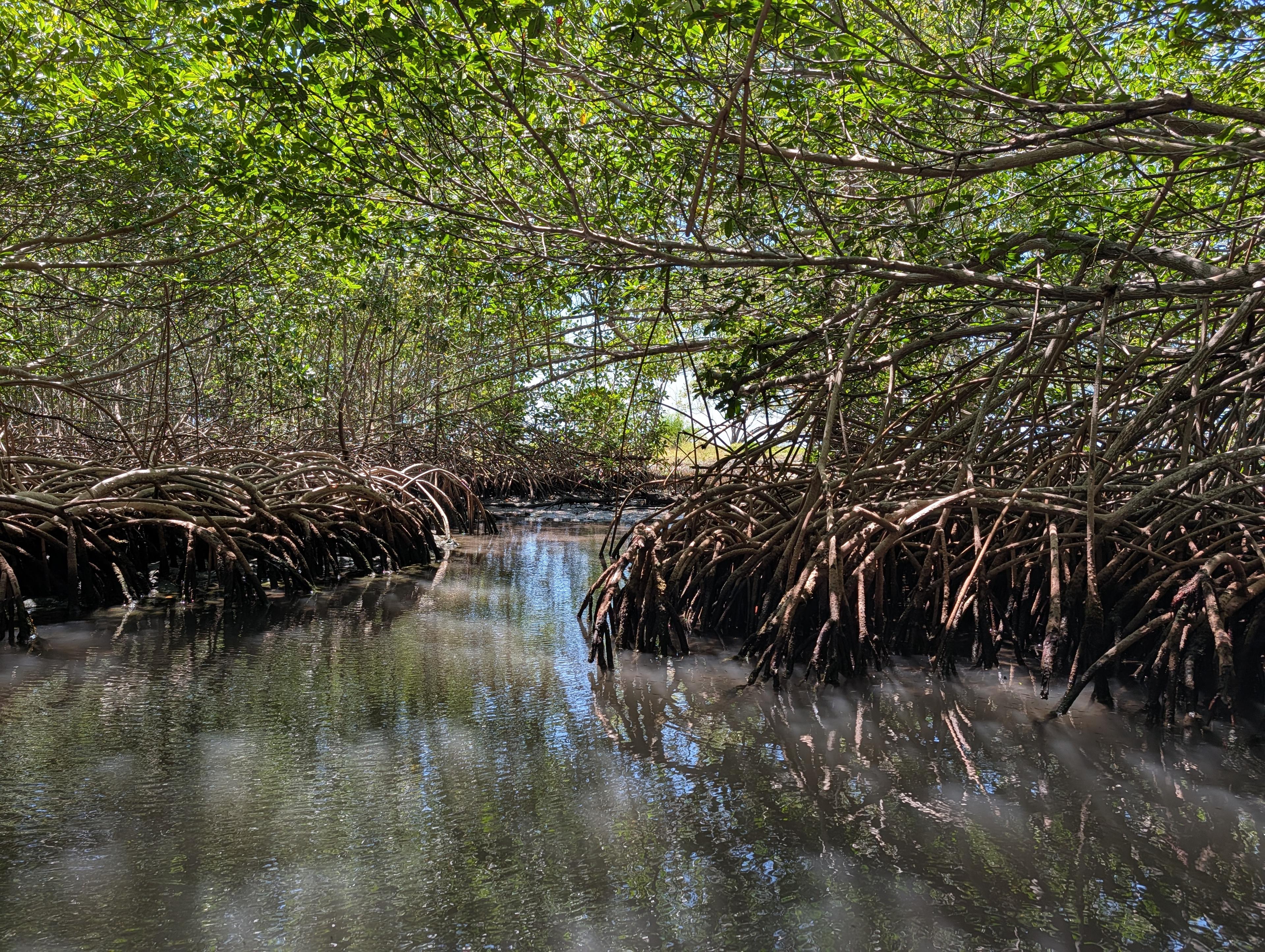 Mangroves in Roatan